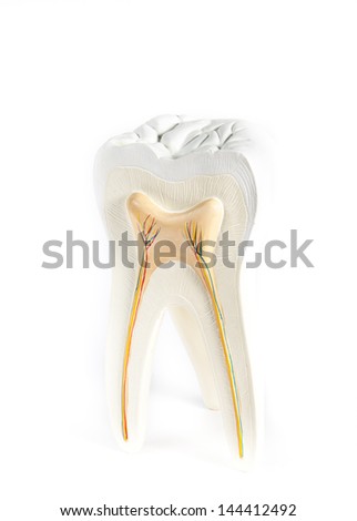 anatomical model of a tooth isolated on a white background Royalty-Free Stock Photo #144412492