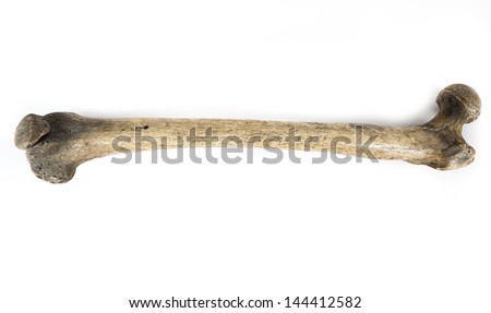 old bone isolated on white background Royalty-Free Stock Photo #144412582