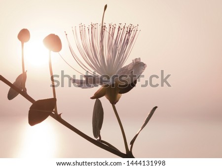 Silhouette of Capparis branches on background of morning sky with rising sun. Flower of capers in sunlight