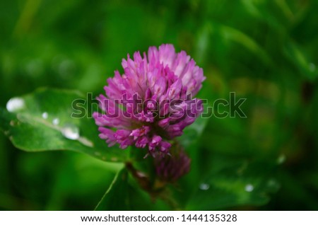 one pink Clover flower in the garden close up
