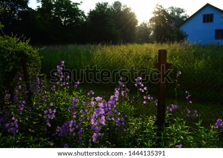 Blue Bell Flowers in the sun. Beautiful meadow field with wildflowers