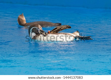 The African penguin (Spheniscus demersus) swimming under blue water. The species is listed in the International Red Book. Penguin Awareness Day and World Penguin Day.
