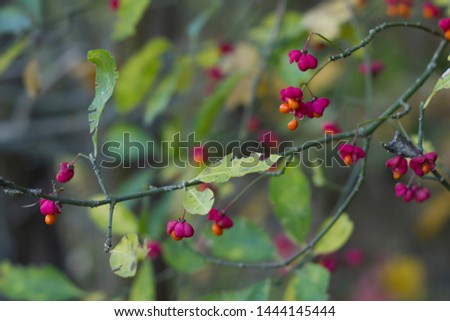 Autumn tree with wild red berries and colorful leaves. Selective focus cool background