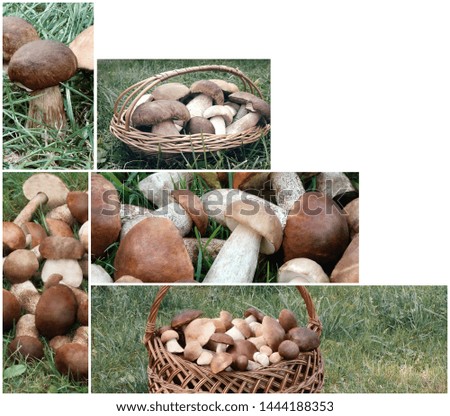 Collage of five photos of mushrooms collected in the forest. The mushrooms lying on the grass or inside recycle bin. There's room for your text.