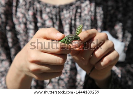 brave green lizard bites finger