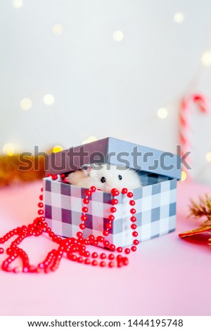 cute hamster in a Christmas box on a bright shiny background