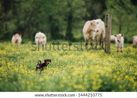 Dog surrounded by cows on Farm in Yellow Flowers