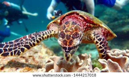 the sea turtle swims and looks at you, clear blue water and corals around