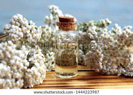 A bottle of yarrow essential oil with fresh yarrow flowers on a wooden background