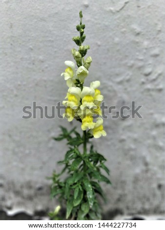 Yellow flower against a concrete wall