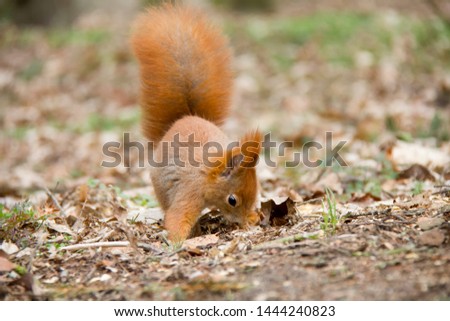 Sniffing red squirrel. Sciurus vulgaris. Czech Republic.