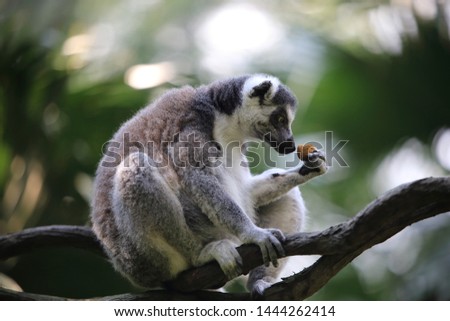 Picture of a very cute ring-tailed lemur