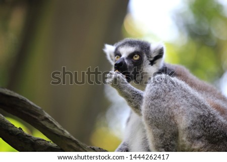 Picture of a very cute ring-tailed lemur