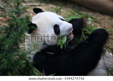 Very cute giant panda pictures