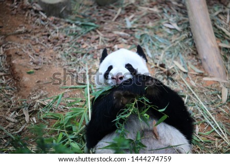 Very cute giant panda pictures