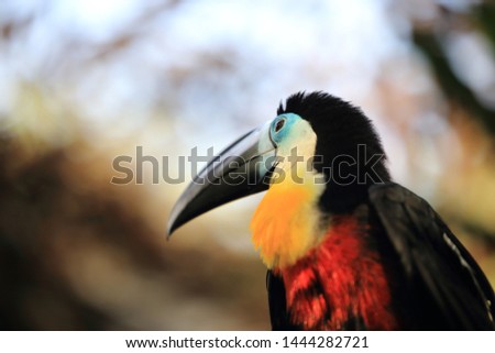A very cool toucan picture
