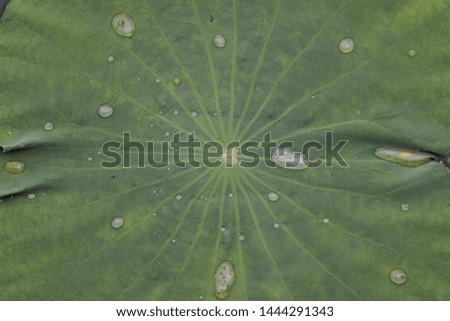 a close up picture of lotus leaf with water drops. in Natural tone