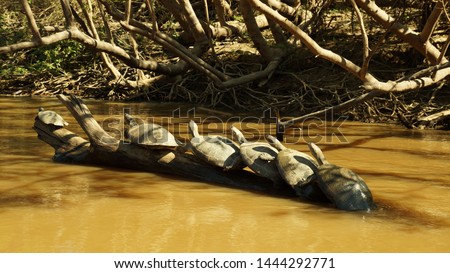 Family of turtles relaxing on a branch in the river in Madidi National Park near Rurrenabaque, Bolivia.