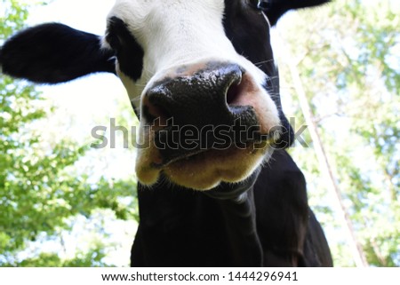 close up picture of a black and white cow
