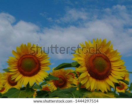 beautiful sunflower heads with light blue background in bright summer sunlight. beauty in nature. botanical name Helianthus annuus. food production. rural scene. contrasting yellow, blue and green..