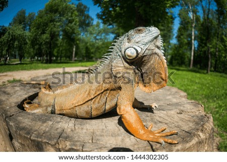 
amazing portrait of a big dragon on a stump
