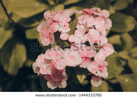 
Beautiful and fragrant pink flowers