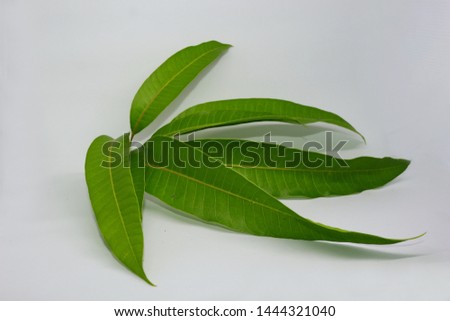 young mango leaf shoots in a photo with a white background, mango leaves are easily efficacious for making various kinds of medicines for the health of the body