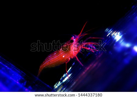 Monaco Peppermint Shrimp - Lysmata seticaudata   