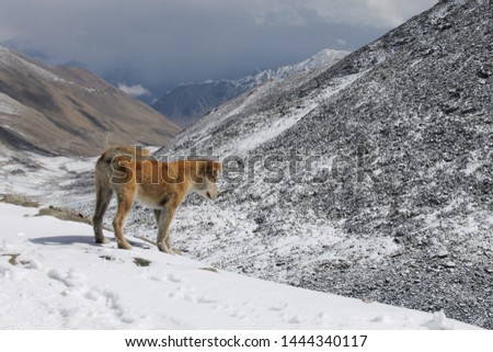 Ladakh, India - January, 2020: A dog in the snowy mountains of the Indian Himalayan.