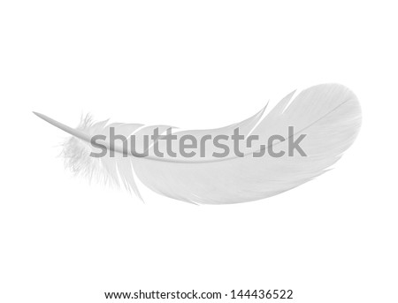 feather on a white background Royalty-Free Stock Photo #144436522
