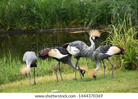 A group of Grey crowned crane or Balearica Regulorum, eating seeds thrown on the green grass.
