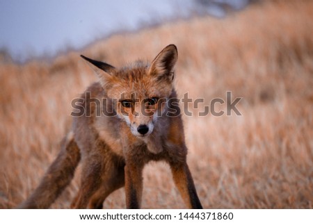 Spanish wild fox (Vulpes vulpes)