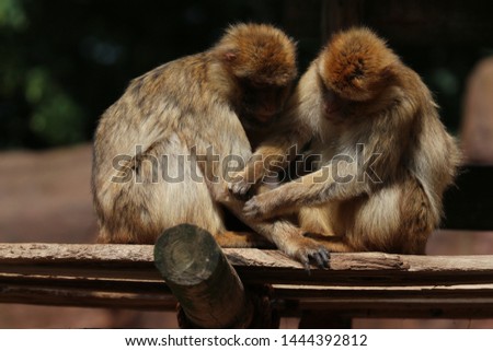 Monkeys in a Zoo. Photo taken at a Zoo in The Netherlands. 