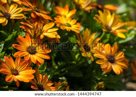 osteospermum - orange african daisy in the garden
