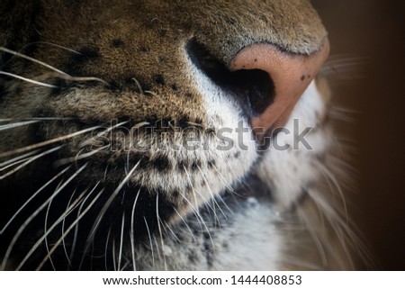 Siberian tiger's mouth,  (Panthera tigris tigris)