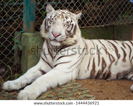 White tiger with sleep moments