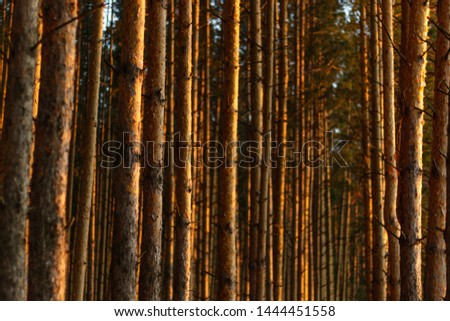 Pine forest with the last sun through the trees. Fresh air for health.