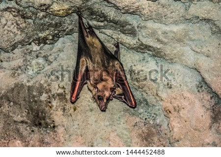 Common bat hanging from the ceiling in its cave upside down with its eyes open. Called Pipistrellus pipistrellus pipistrellus. Royalty-Free Stock Photo #1444452488