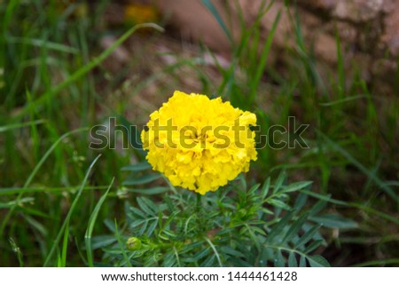 Flower bright yellow. Wild mountain flower. Macro photography, nature of southern countries