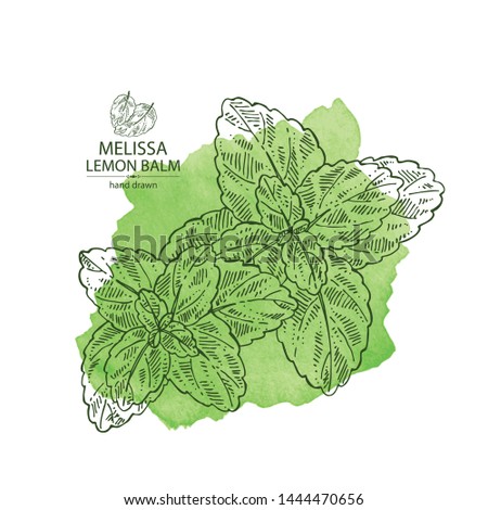 Watercolor background melissa: plant and leaves of melissa. Lemon balm. Cosmetic and medical plant. Vector hand drawn illustration