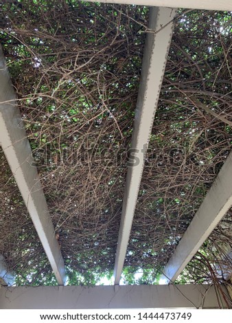 Roof arbor with slats and vines growing