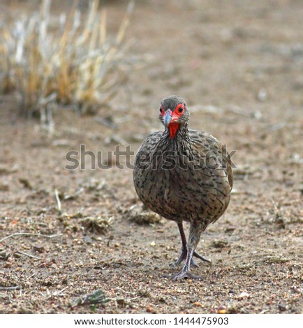 Swainson's spurfowl (Pternistis swainsonii) in the Krüger, South Africa