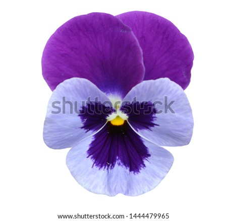 
Isolated pansies. Purple flower outdoors.