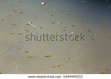 tadpoles in the water, pollywog,  the larval stage in the life cycle of an amphibian