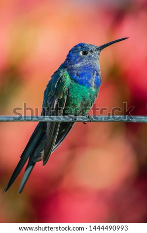Swallow-tailed Hummingbird perched on wire
