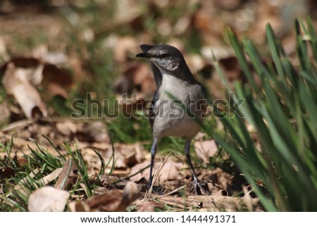 mockingbird on the ground posing