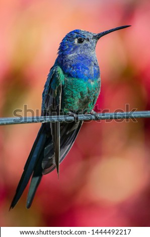 Adult Swallow-tailed Hummingbird perched on wire