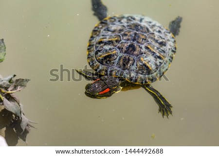 Red-eared slider swimming in an outdoor pond.
