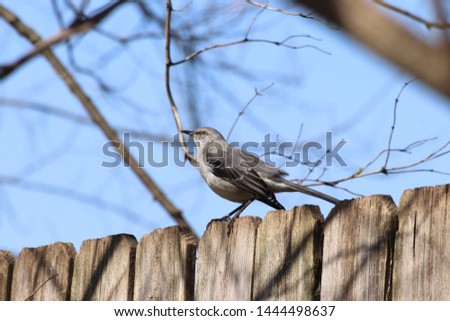 mockingbird on a fence posing