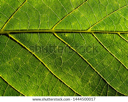 bright green leaf details macro photography